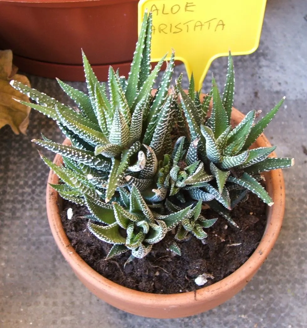 Torch Plant (Aloe Aristata) — succulent with orange and red blooms