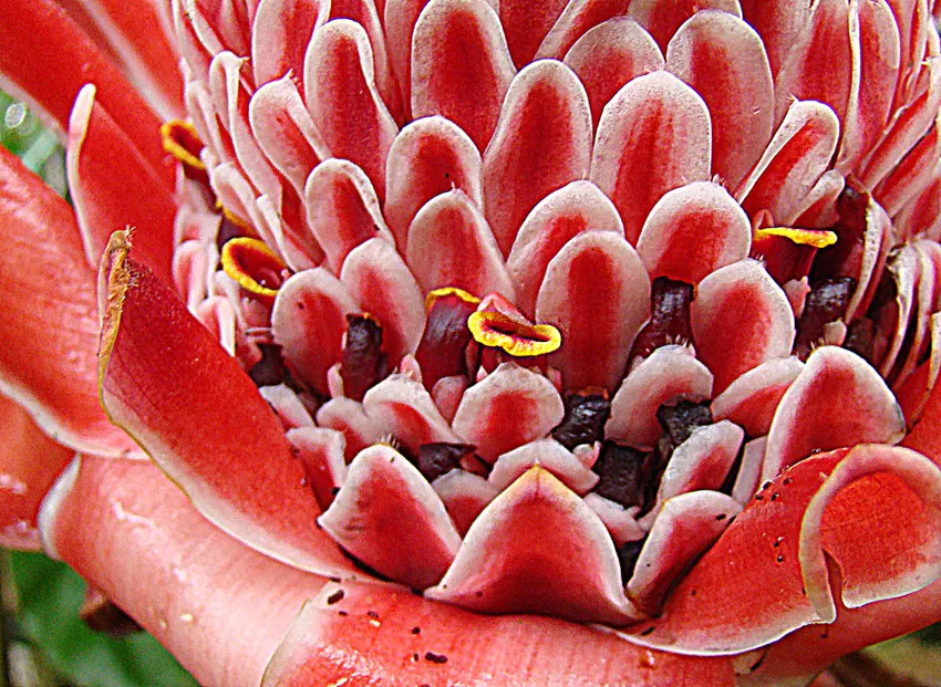 Torch Plant (Aloe Aristata) — Each rosette grows to a compact size