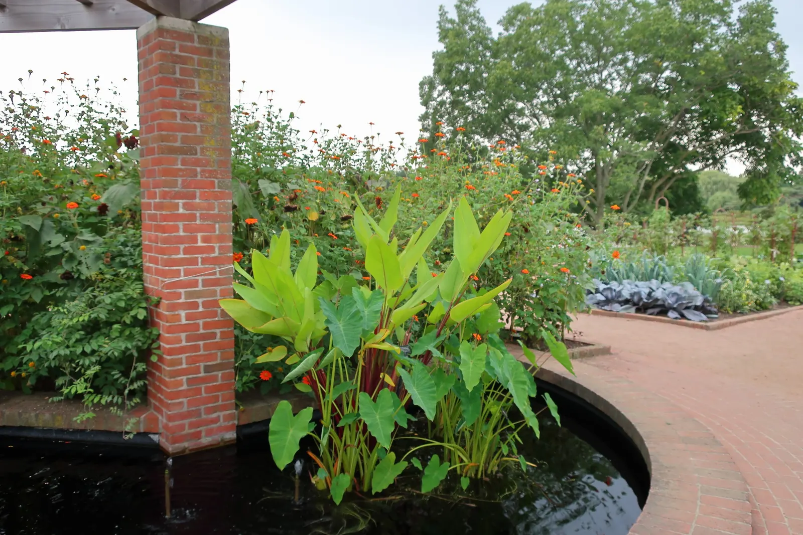Torch Plant (Aloe Aristata) — typically reaching a height and spread of about 6 to 8 inches