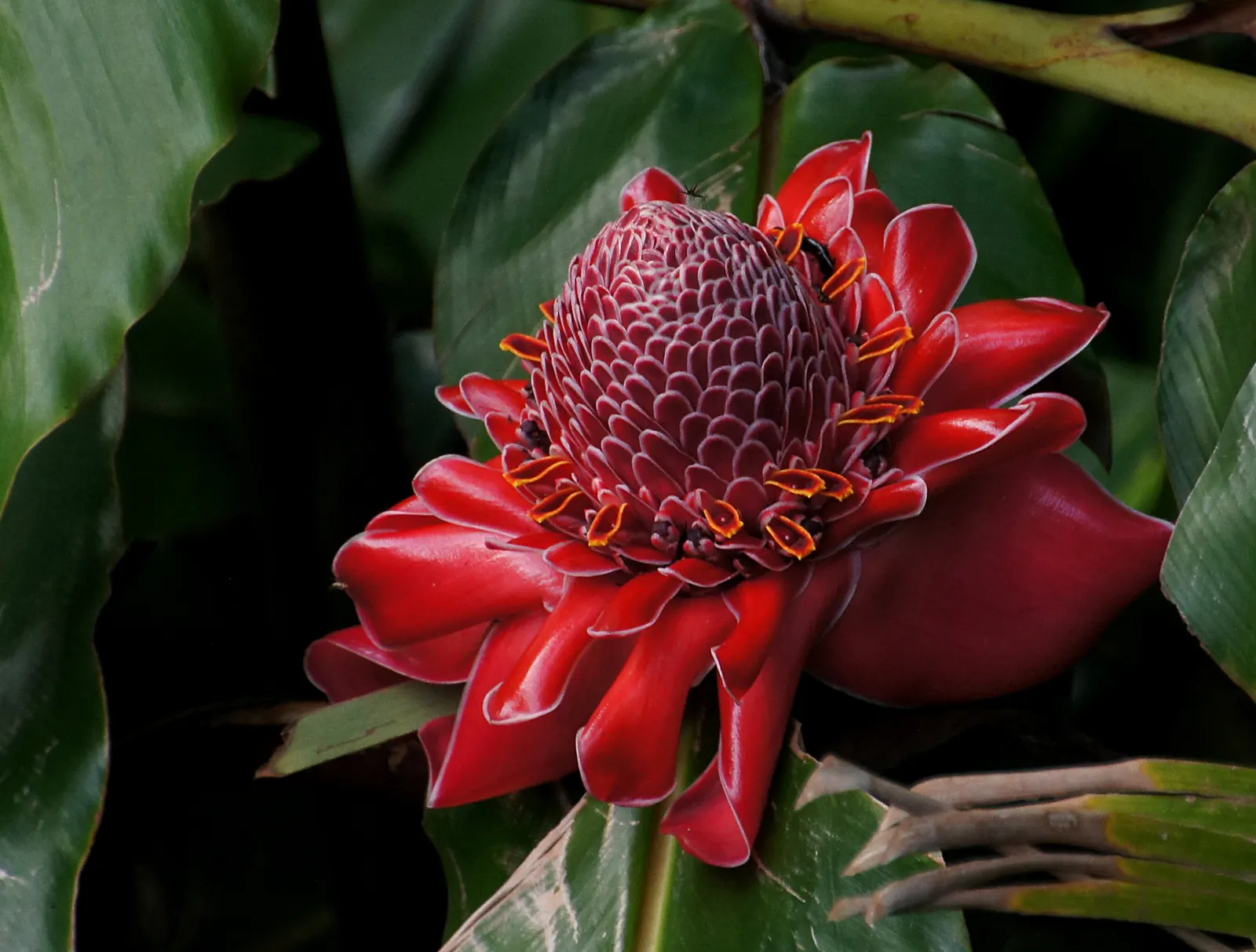 Torch Plant (Aloe Aristata) — offering a warm contrast to its foliage