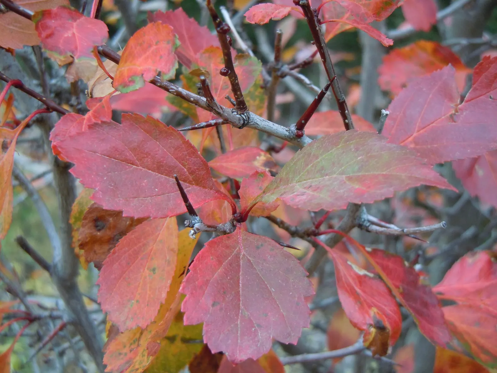 Black Hawthorn (Crataegus Douglasii) — Black Hawthorn (Crataegus douglasii) is a versatile deciduous shrub or a small tree; hardy in USDA zones 4-9, it thrives