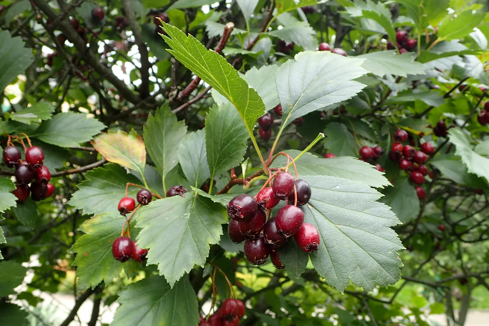 Black Hawthorn (Crataegus Douglasii) — contribute a lush backdrop during spring and summer before transitioning to stunning shades of orange; the Black