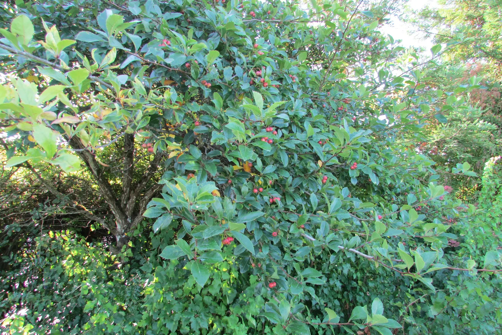Black Hawthorn (Crataegus Douglasii) — Hardy in USDA zones 4-9, it thrives in full to partial sun with moderately moist soil; shrub for full, image 54