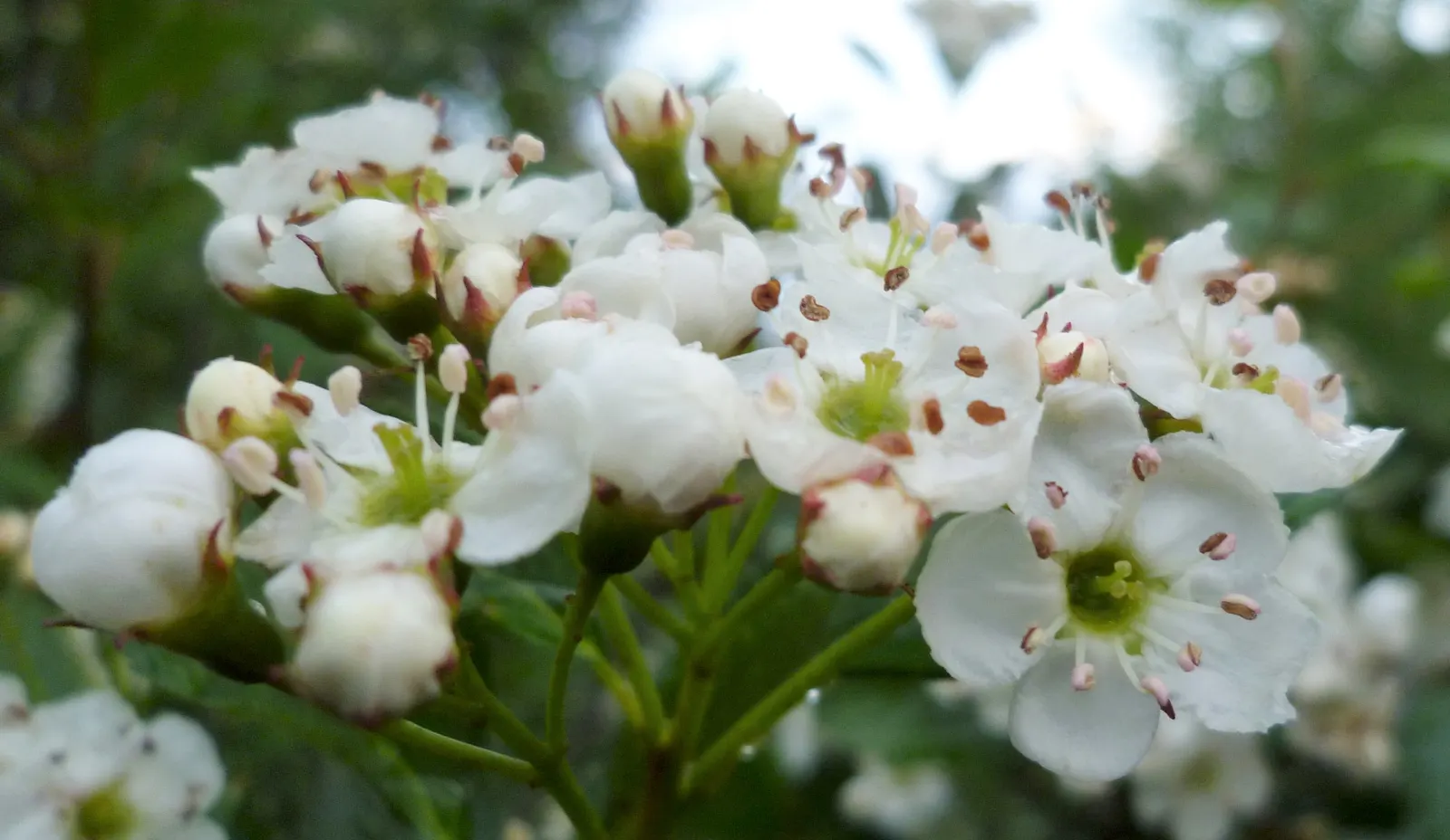 Black Hawthorn (Crataegus Douglasii) — this species thrives in USDA Hardiness Zones 3-7; approximately 0.5 inches in diameter