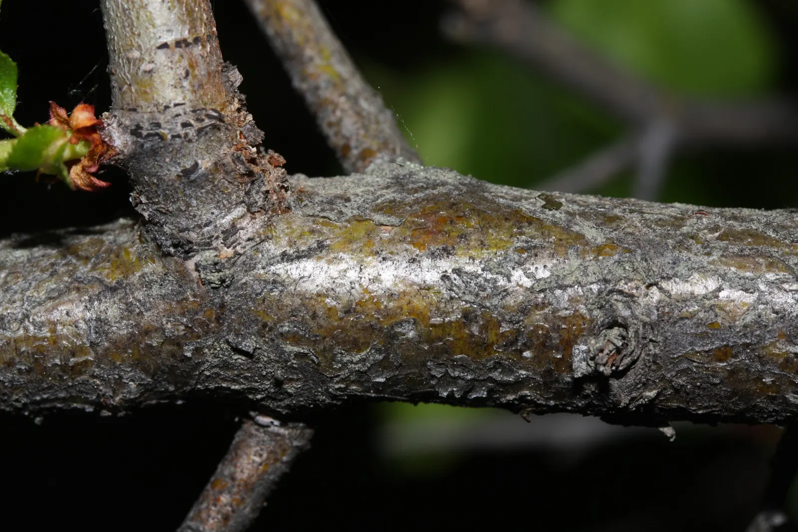 Black Hawthorn (Crataegus Douglasii) — approximately 0.5 inches in diameter; the shrub becomes a spectacle of white flowers, image 67