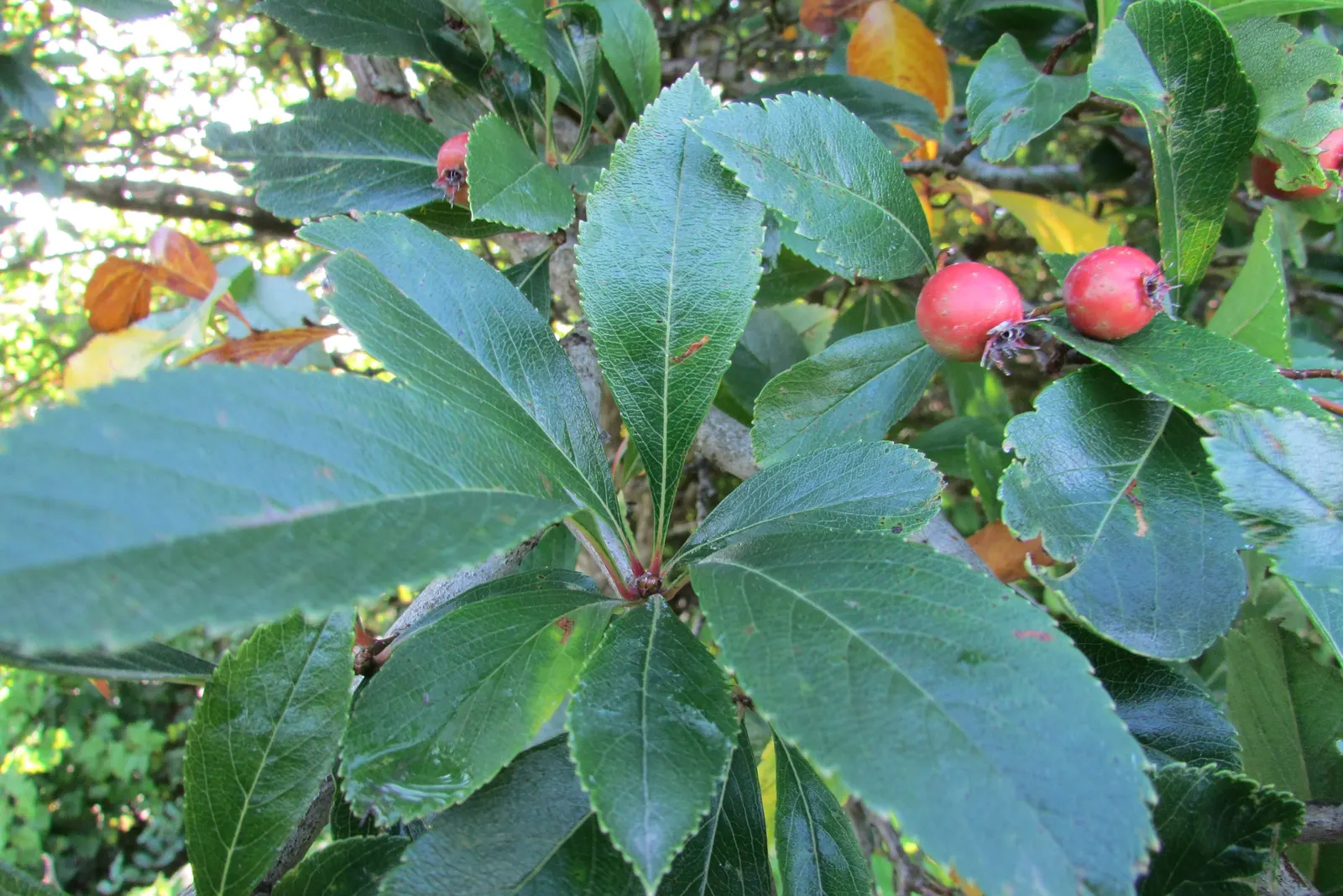 Black Hawthorn (Crataegus Douglasii) — which provides an attractive silhouette throughout the year; it's equipped with sharp thorns up to 1.5 inches, image 62