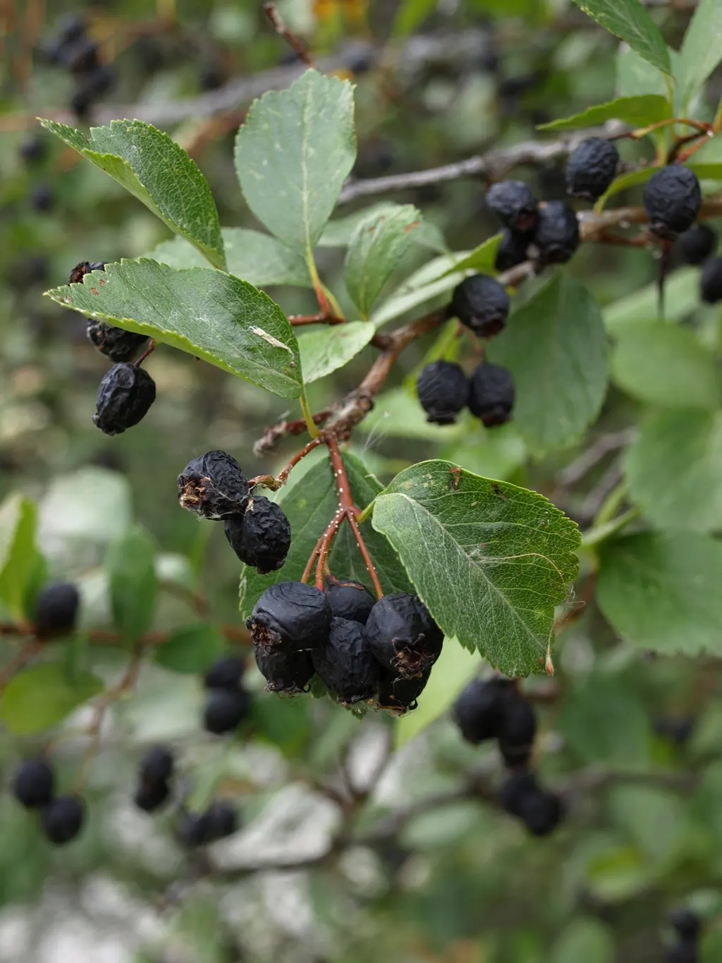 Black Hawthorn (Crataegus Douglasii) — this species thrives in USDA Hardiness Zones 3-7; approximately 0.5 inches in diameter, image 60
