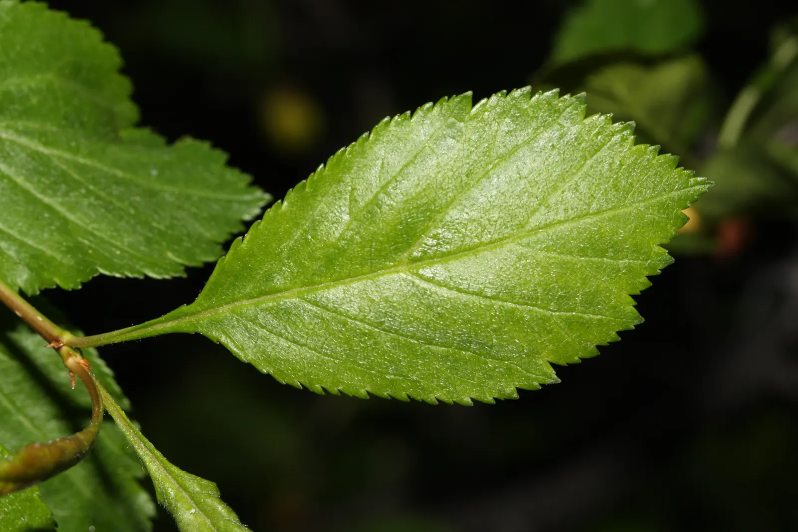 Black Hawthorn (Crataegus Douglasii) — or yellow in fall.<br><br>In late spring to early summer; typically reaching heights of 15-30 feet