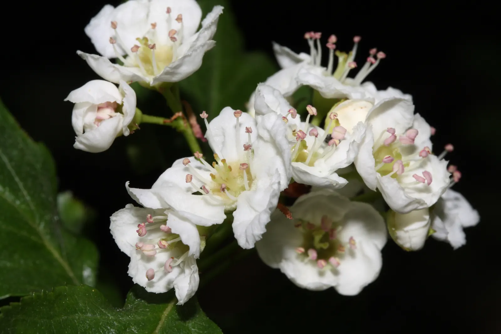 Black Hawthorn (Crataegus Douglasii) — typically reaching heights of 15-30 feet; the Black Hawthorn presents an upright