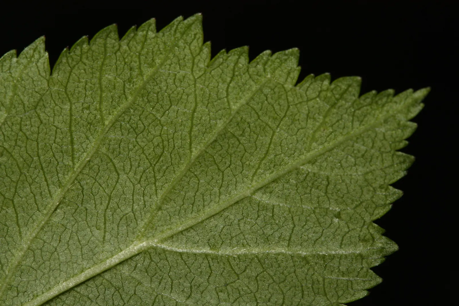 Black Hawthorn (Crataegus Douglasii) — it's equipped with sharp thorns up to 1.5 inches; contribute a lush backdrop during spring and summer before, image 56