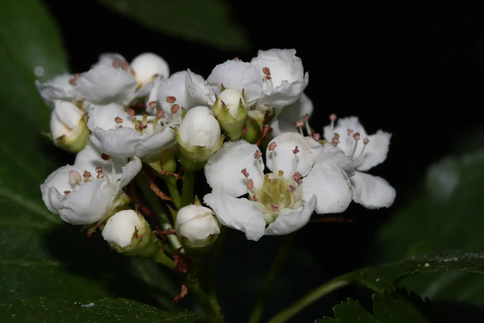 Black Hawthorn (Crataegus Douglasii) — approximately 0.5 inches in diameter