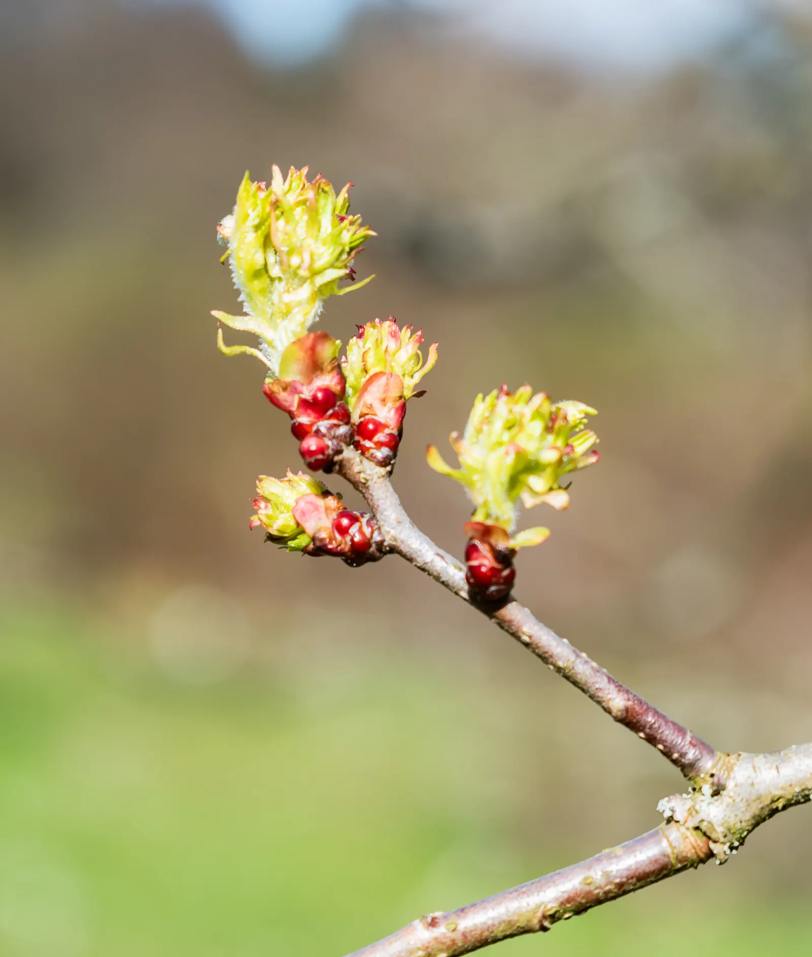 Black Hawthorn (Crataegus Douglasii) — the Black Hawthorn presents an upright