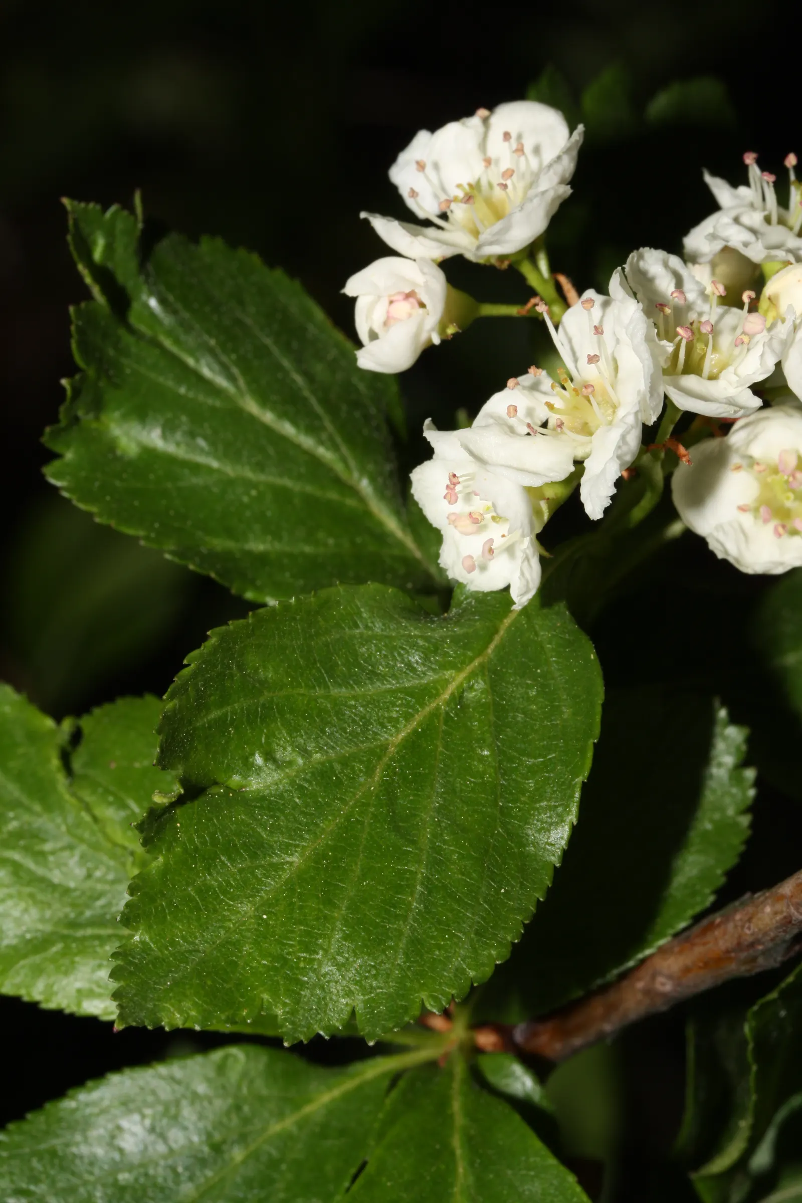 Black Hawthorn (Crataegus Douglasii) — offering a natural defense barrier; it can also function as a natural deterrent to unwanted foot traffic
