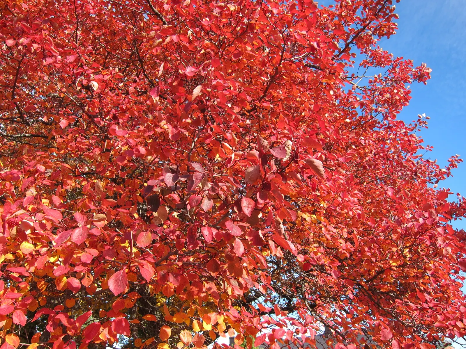 Black Hawthorn (Crataegus Douglasii) — Prized for wildlife value and hardiness; offering a natural defense barrier