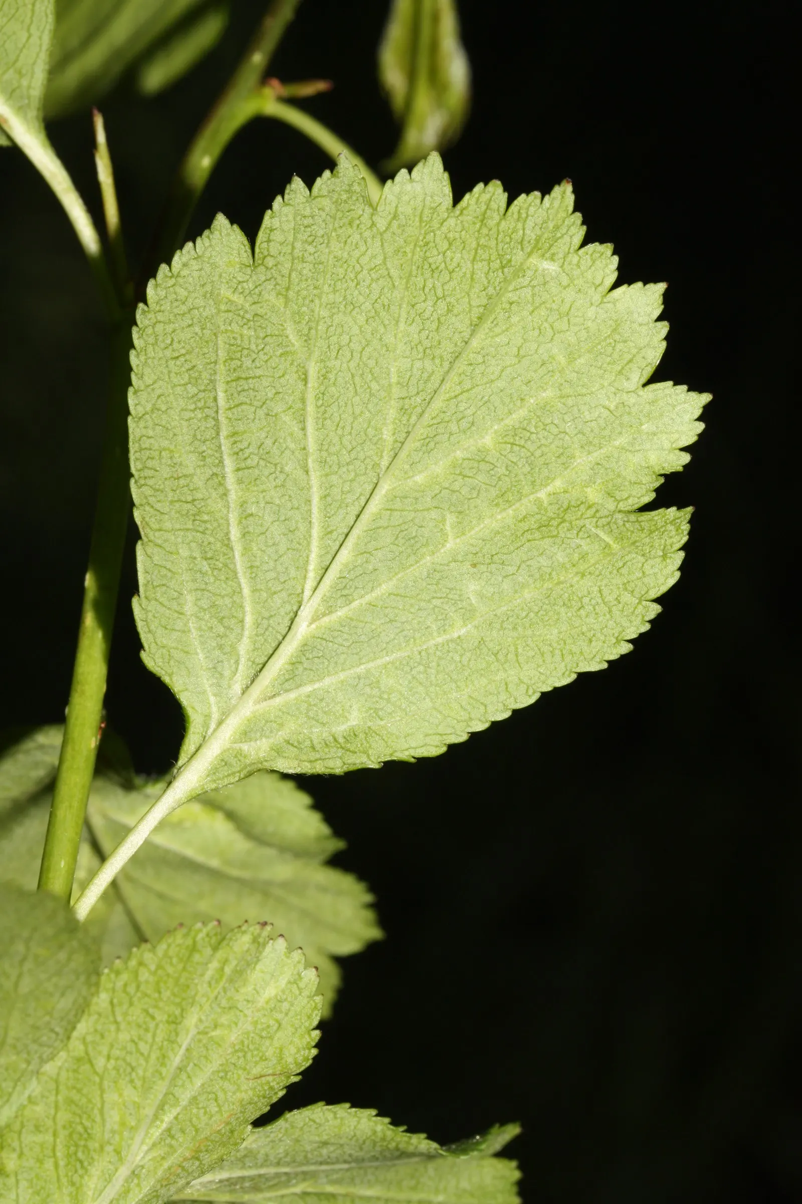 Black Hawthorn (Crataegus Douglasii) — roughly 2 to 4 inches long, image 38