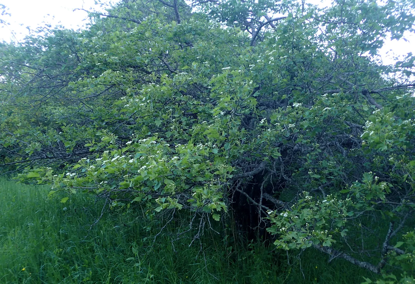 Black Hawthorn (Crataegus Douglasii) — Black Hawthorn (Crataegus douglasii) is a versatile deciduous shrub or a small tree; hardy in USDA zones, image 51
