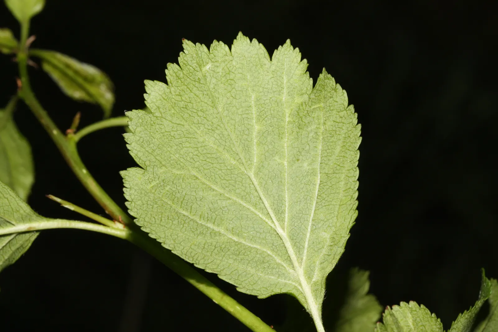 Black Hawthorn (Crataegus Douglasii) — it's equipped with sharp thorns up to 1.5 inches