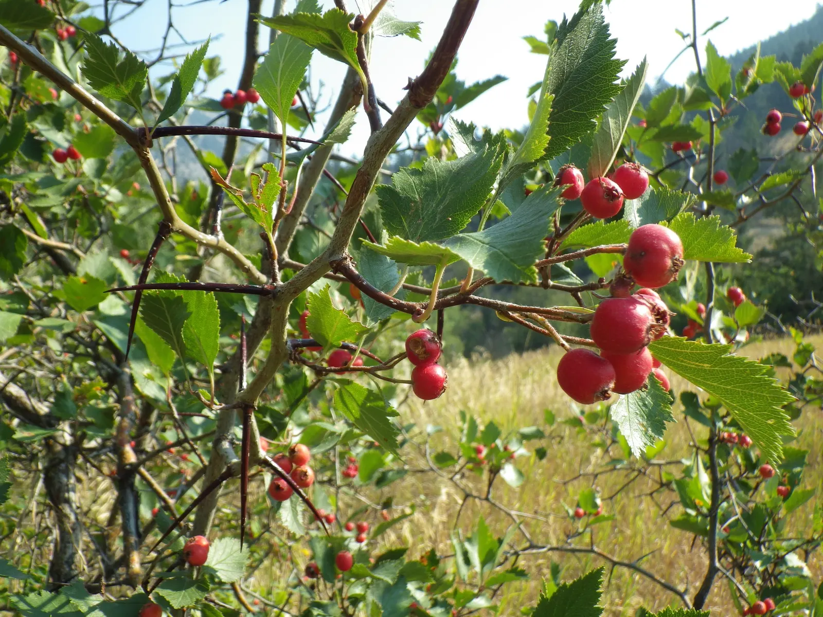 Black Hawthorn (Crataegus Douglasii) — shrub for full