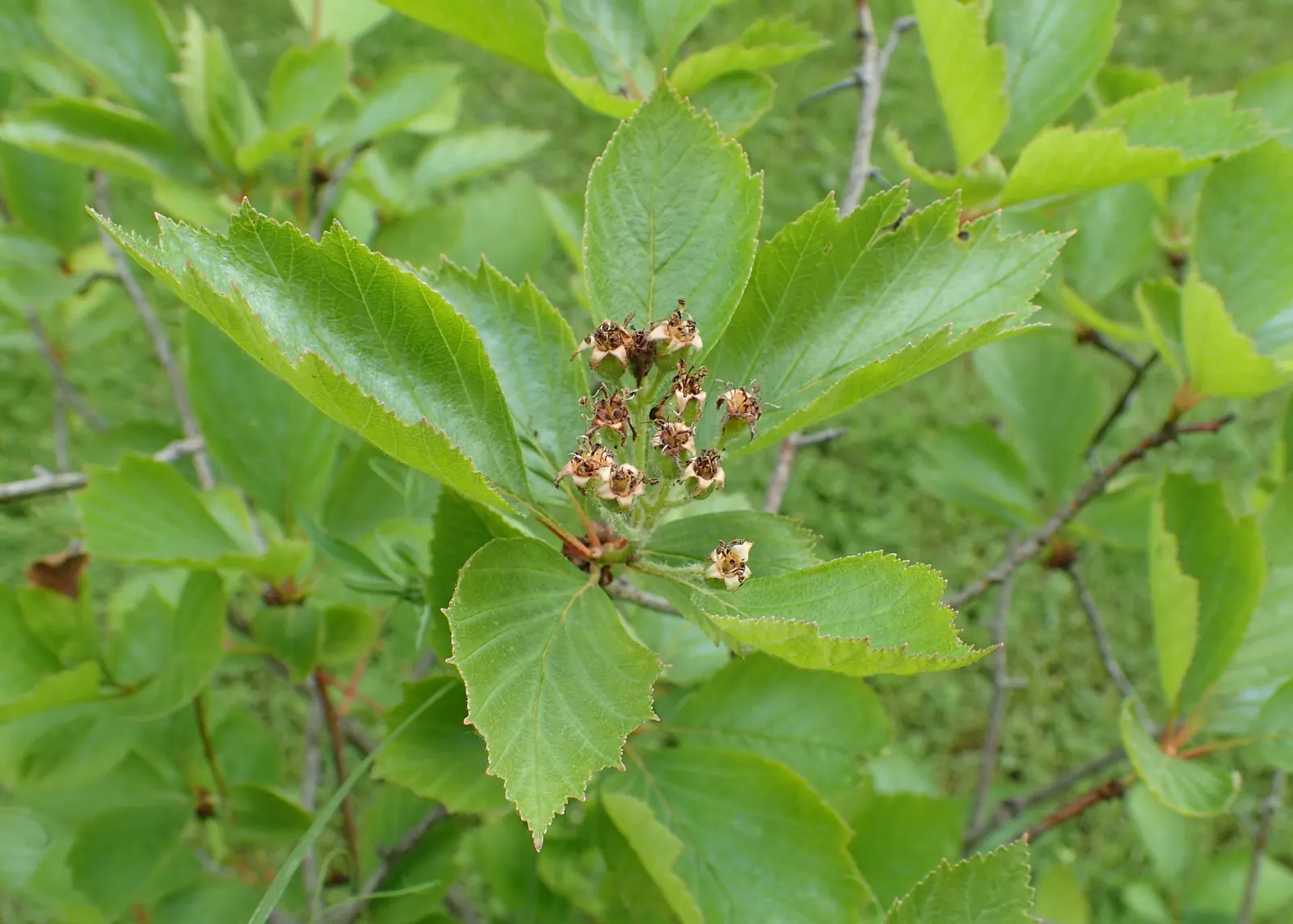 Black Hawthorn (Crataegus Douglasii) — clustered into showy inflorescences that attract pollinators and add a delightful fragrance to the garden air; white