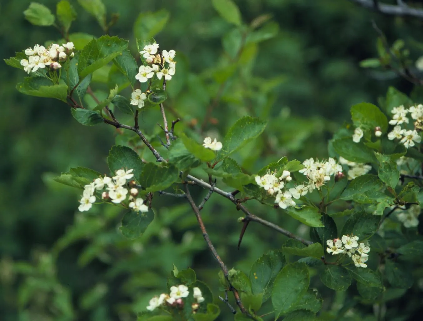 Black Hawthorn (Crataegus Douglasii) — shrub with white blooms