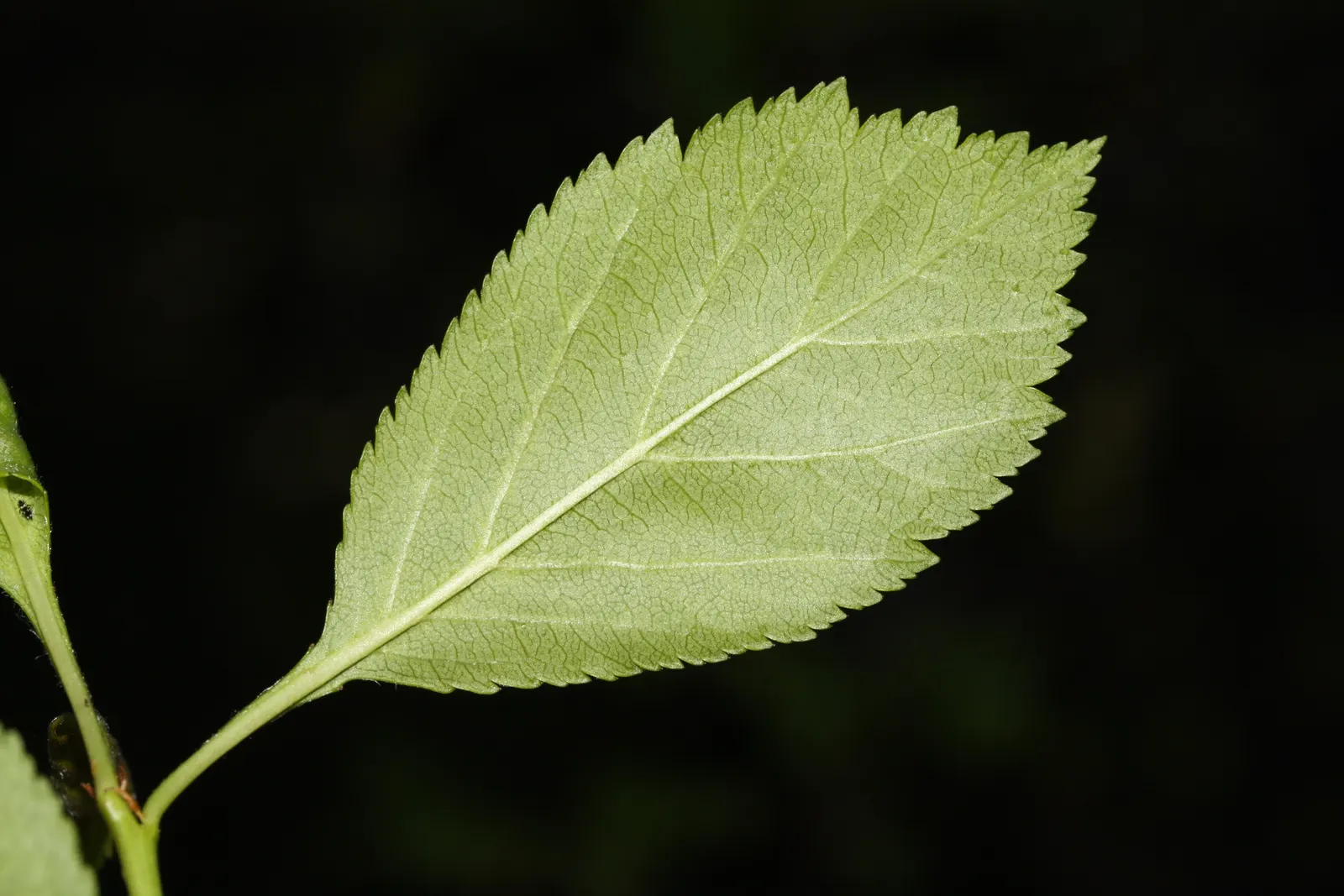 Black Hawthorn (Crataegus Douglasii) — this species thrives in USDA Hardiness Zones 3-7