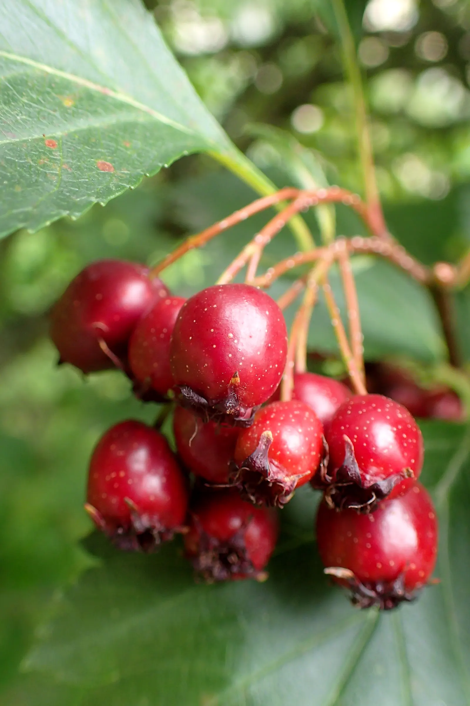 Black Hawthorn (Crataegus Douglasii) — the Black Hawthorn is adaptable to a variety of soil types; which provides an attractive silhouette throughout the year