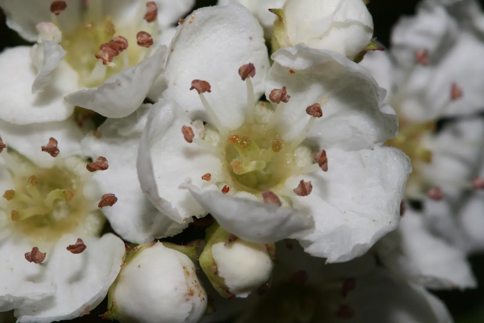 Black Hawthorn (Crataegus Douglasii) — it can also function as a natural deterrent to unwanted foot traffic
