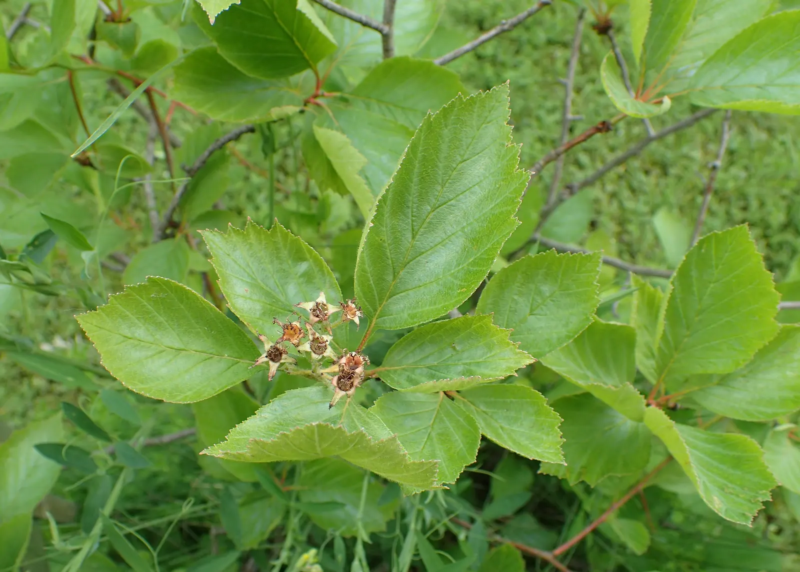 Black Hawthorn (Crataegus Douglasii) — it's equipped with sharp thorns up to 1.5 inches; contribute a lush backdrop during spring and summer before