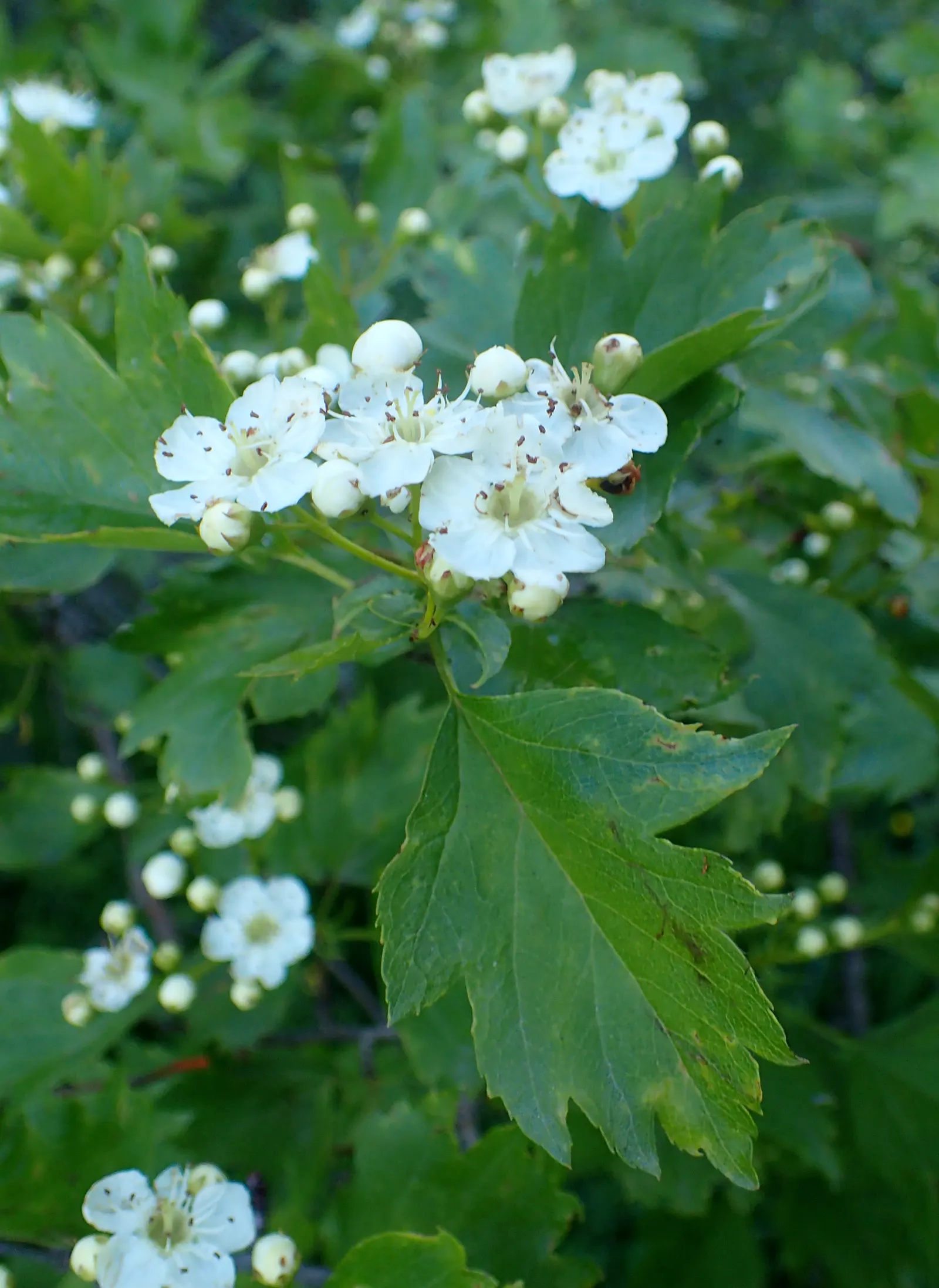Black Hawthorn (Crataegus Douglasii) — typically reaching heights of 15-30 feet