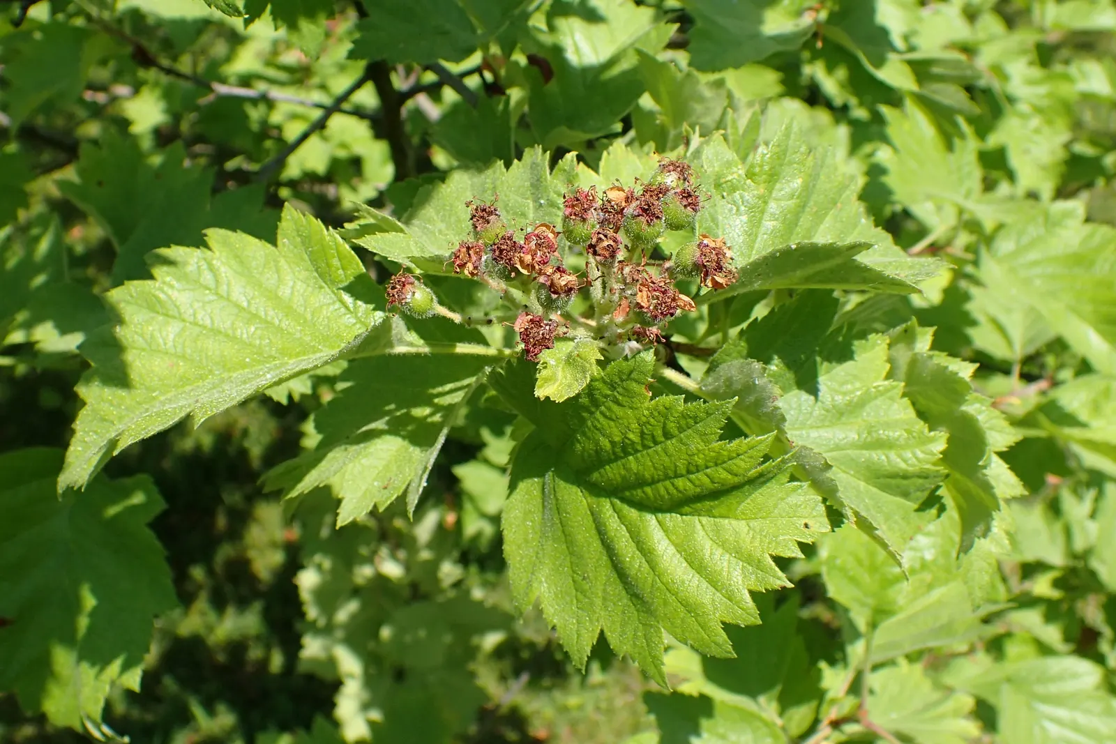 Black Hawthorn (Crataegus Douglasii) — roughly 2 to 4 inches long