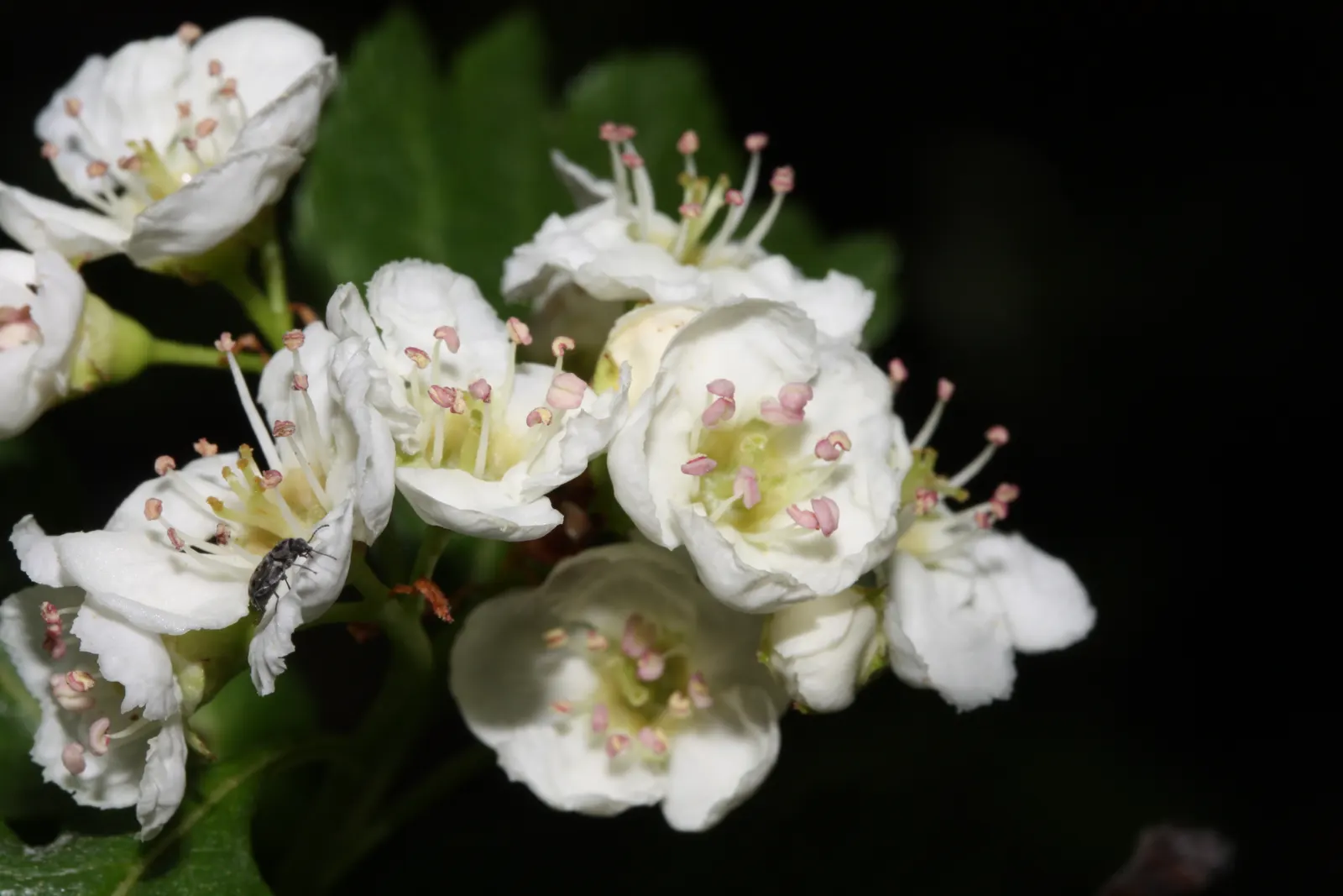 Black Hawthorn (Crataegus Douglasii) — typically reaching heights of 15-30 feet; the Black Hawthorn presents an upright, image 52