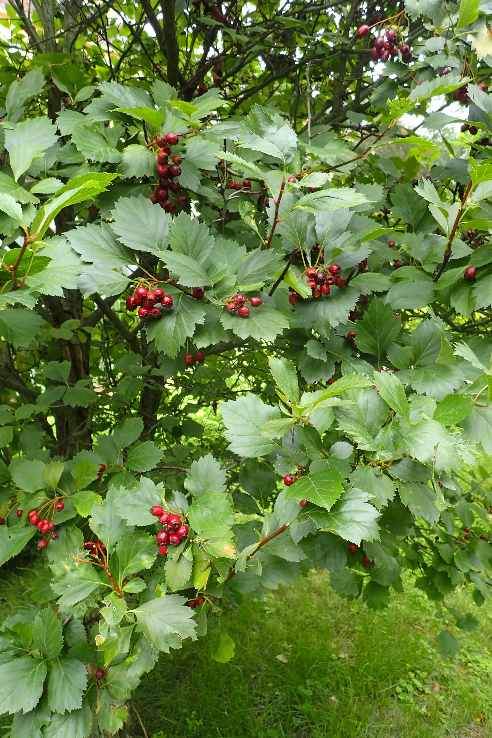 Black Hawthorn (Crataegus Douglasii) — white flowers in the garden; is an ornamental and functional native shrub known for its rugged beauty and resilience