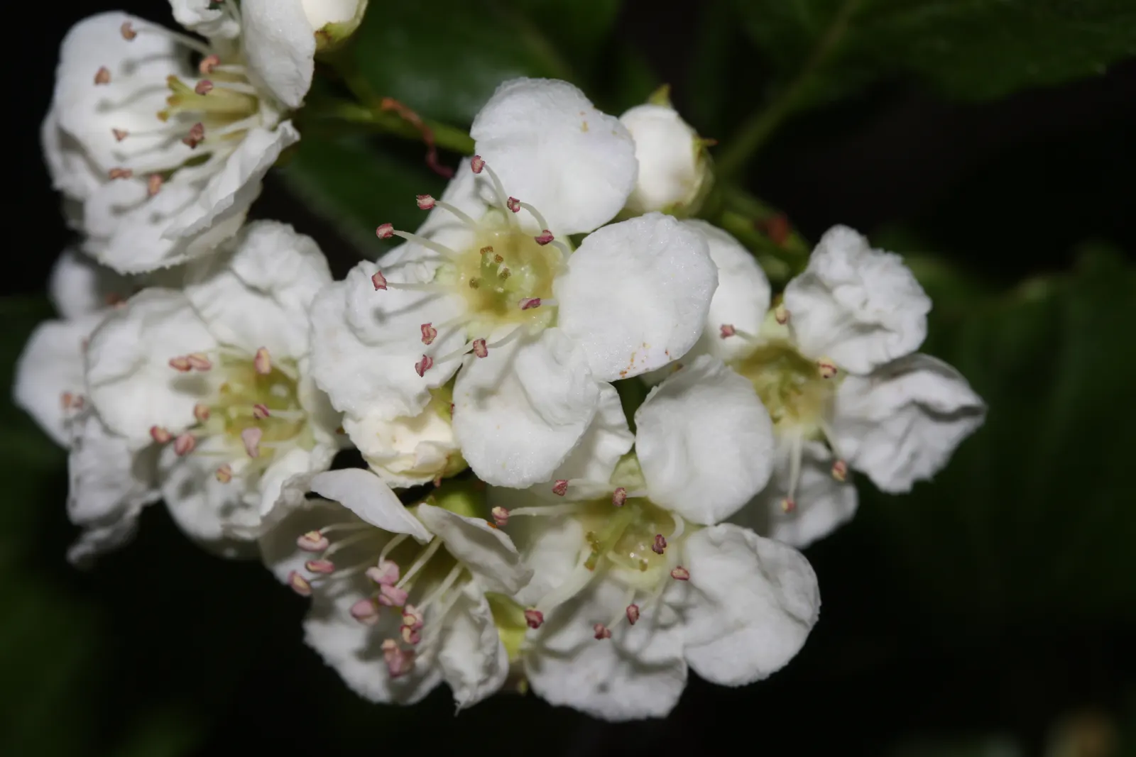 Black Hawthorn (Crataegus Douglasii) — shrub for full; and a stately yet wild character that few other plants can match