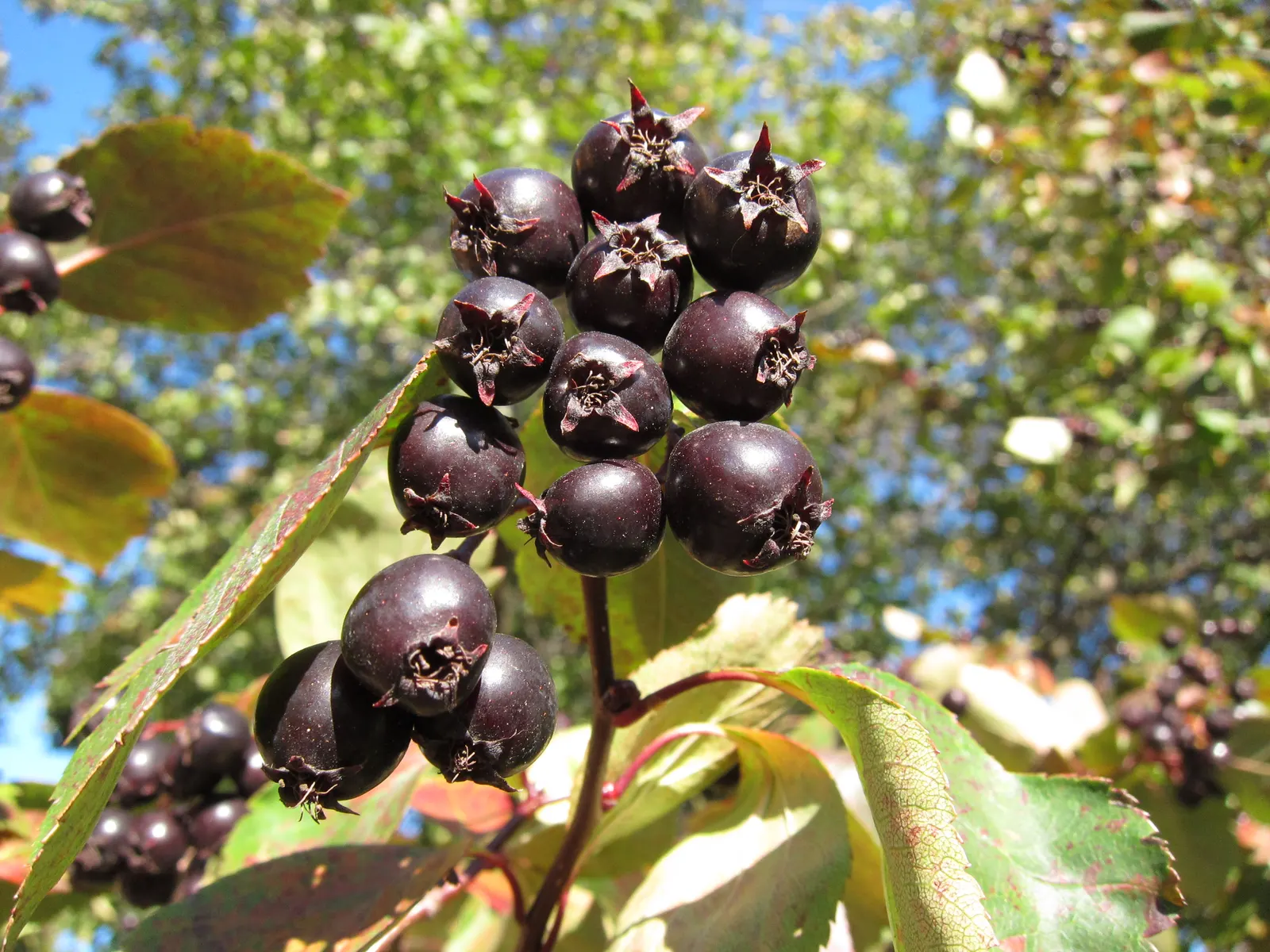 Black Hawthorn (Crataegus Douglasii) — Its dense branching hosts clusters of small, white flowers, giving way to dark purple-black berries; clustered into