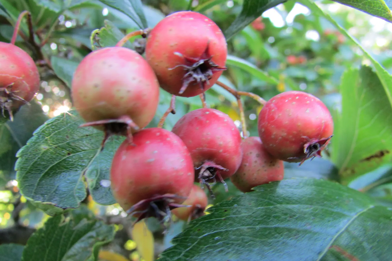Black Hawthorn (Crataegus Douglasii) — the shrub becomes a spectacle of white flowers; a true asset to any landscape design aiming for a natural, image 66
