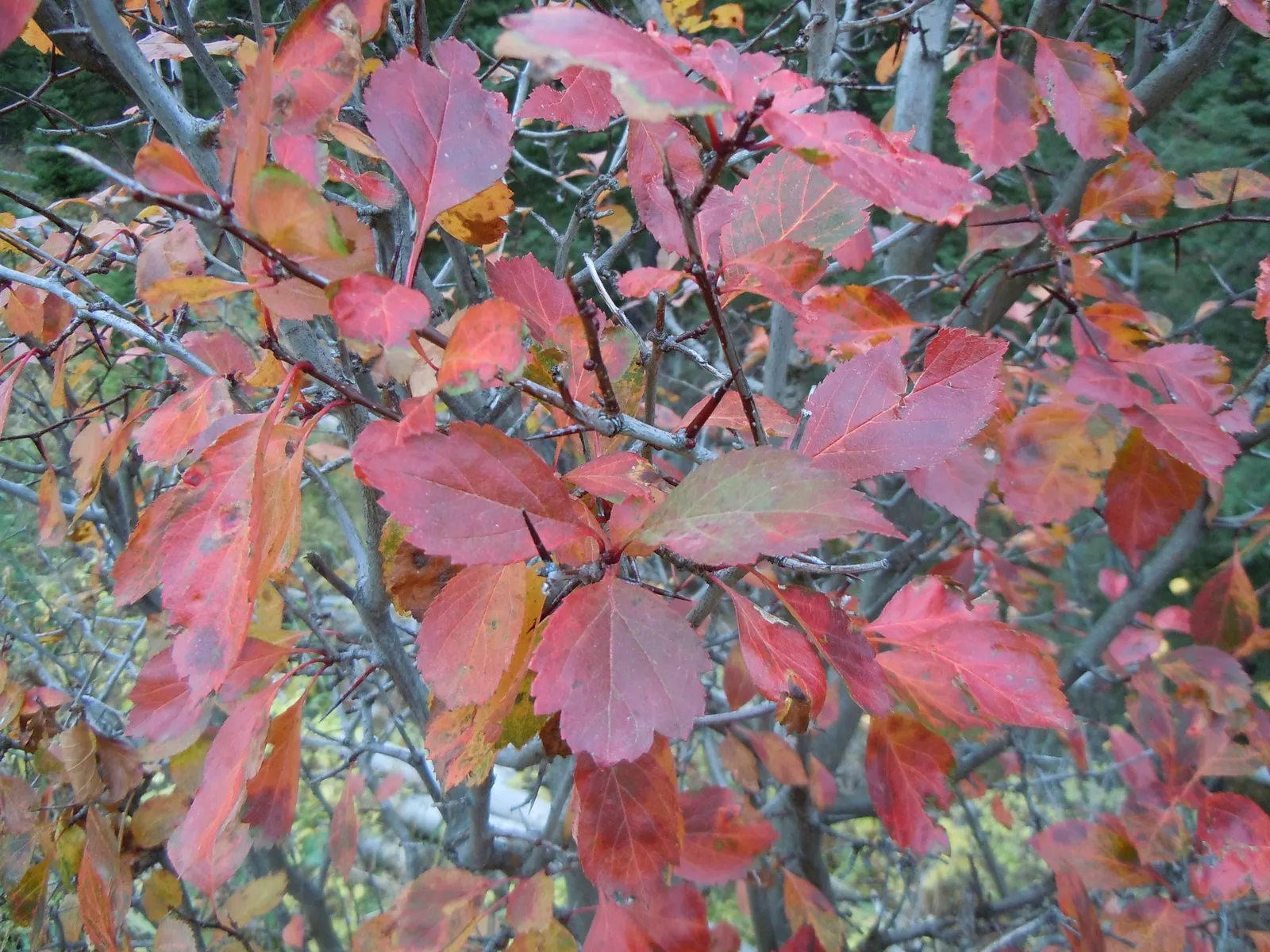 Black Hawthorn (Crataegus Douglasii) — offering a natural defense barrier; it can also function as a natural deterrent to unwanted foot traffic, image 57
