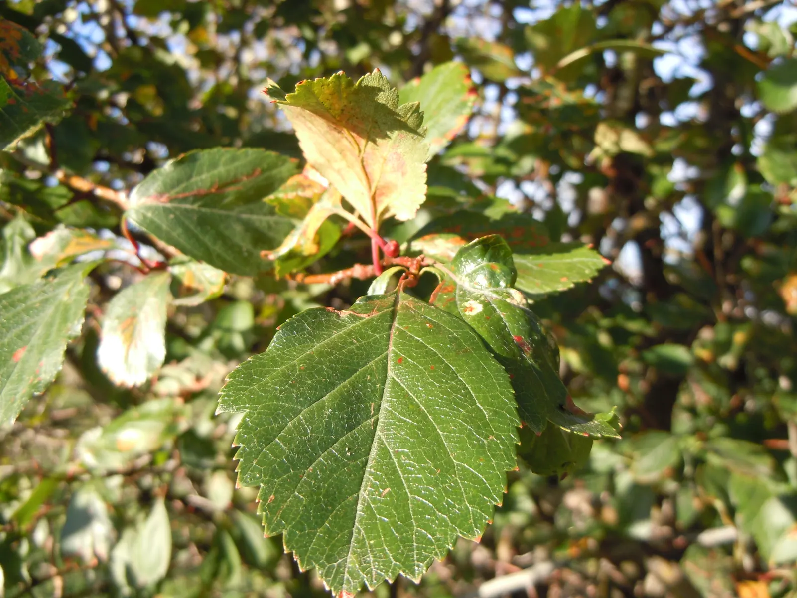Black Hawthorn (Crataegus Douglasii) — Black Hawthorn (Crataegus douglasii) is a versatile deciduous shrub or a small tree