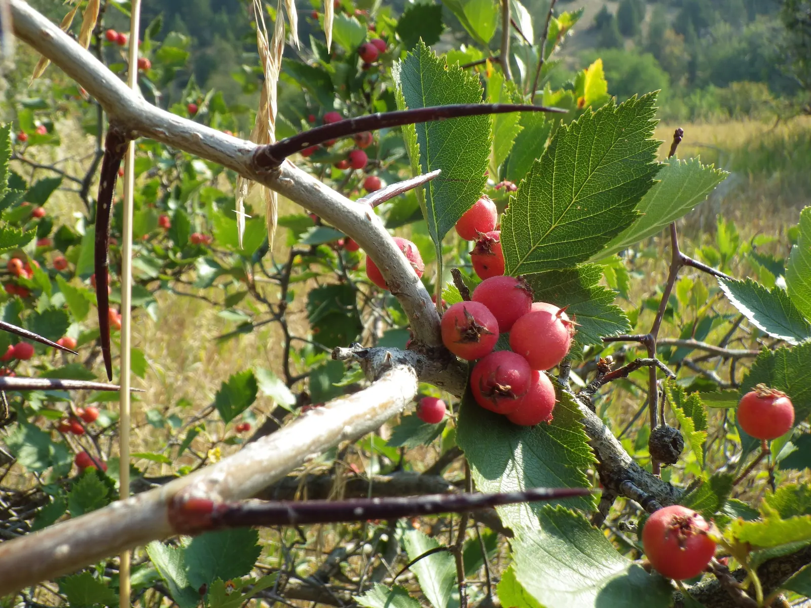 Black Hawthorn (Crataegus Douglasii) — or yellow in fall.<br><br>In late spring to early summer