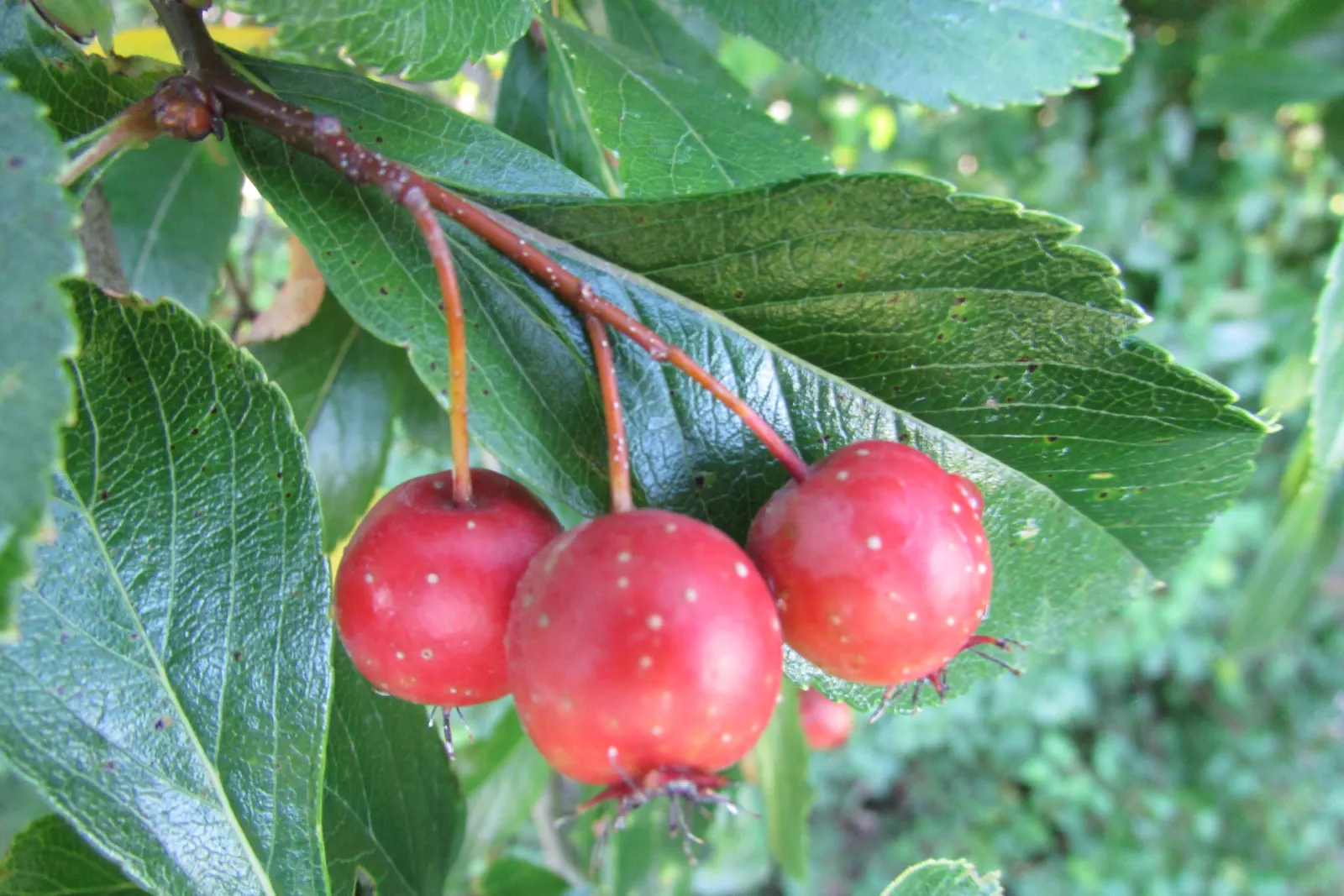 Black Hawthorn (Crataegus Douglasii) — which provides an attractive silhouette throughout the year