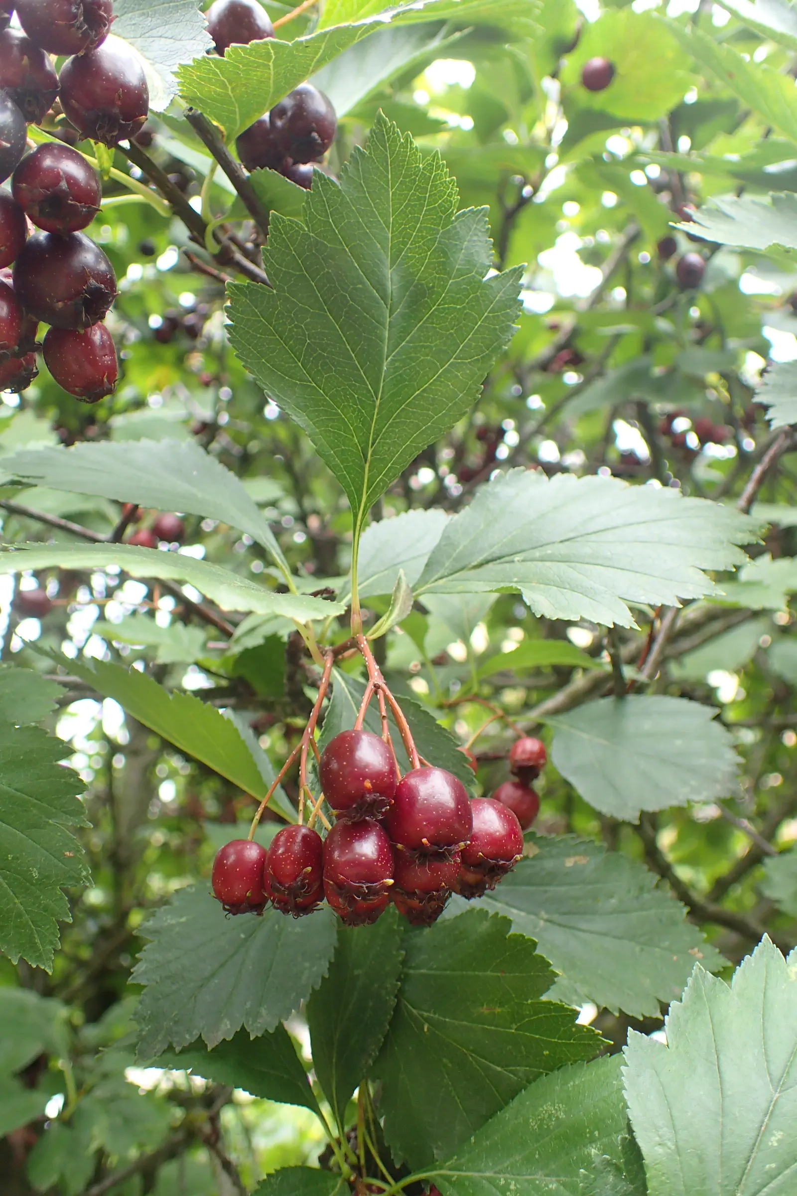 Black Hawthorn (Crataegus Douglasii) — A true asset to any landscape design aiming for a natural; this species thrives in USDA Hardiness Zones 3-7, image 59
