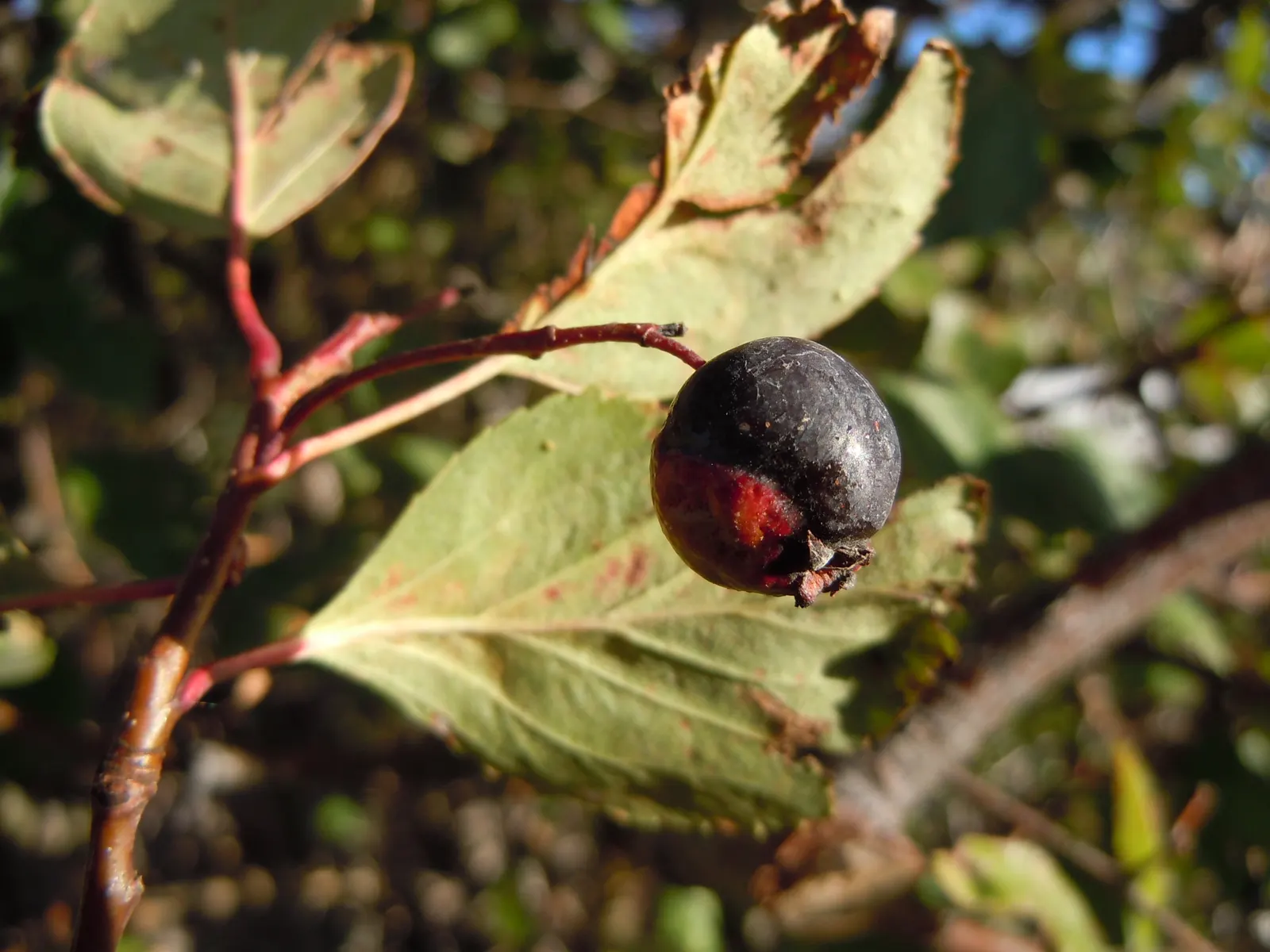 Black Hawthorn (Crataegus Douglasii) — Hardy in USDA zones 4-9, it thrives in full to partial sun with moderately moist soil