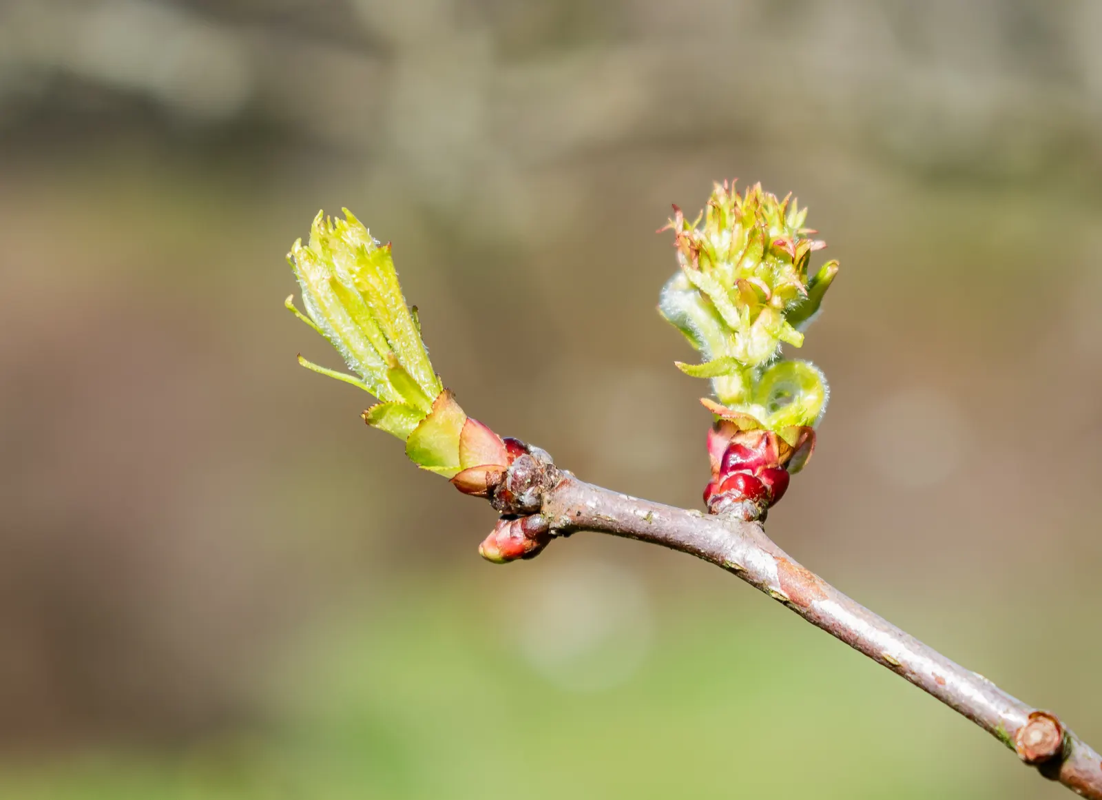 Black Hawthorn (Crataegus Douglasii) — offering a natural defense barrier