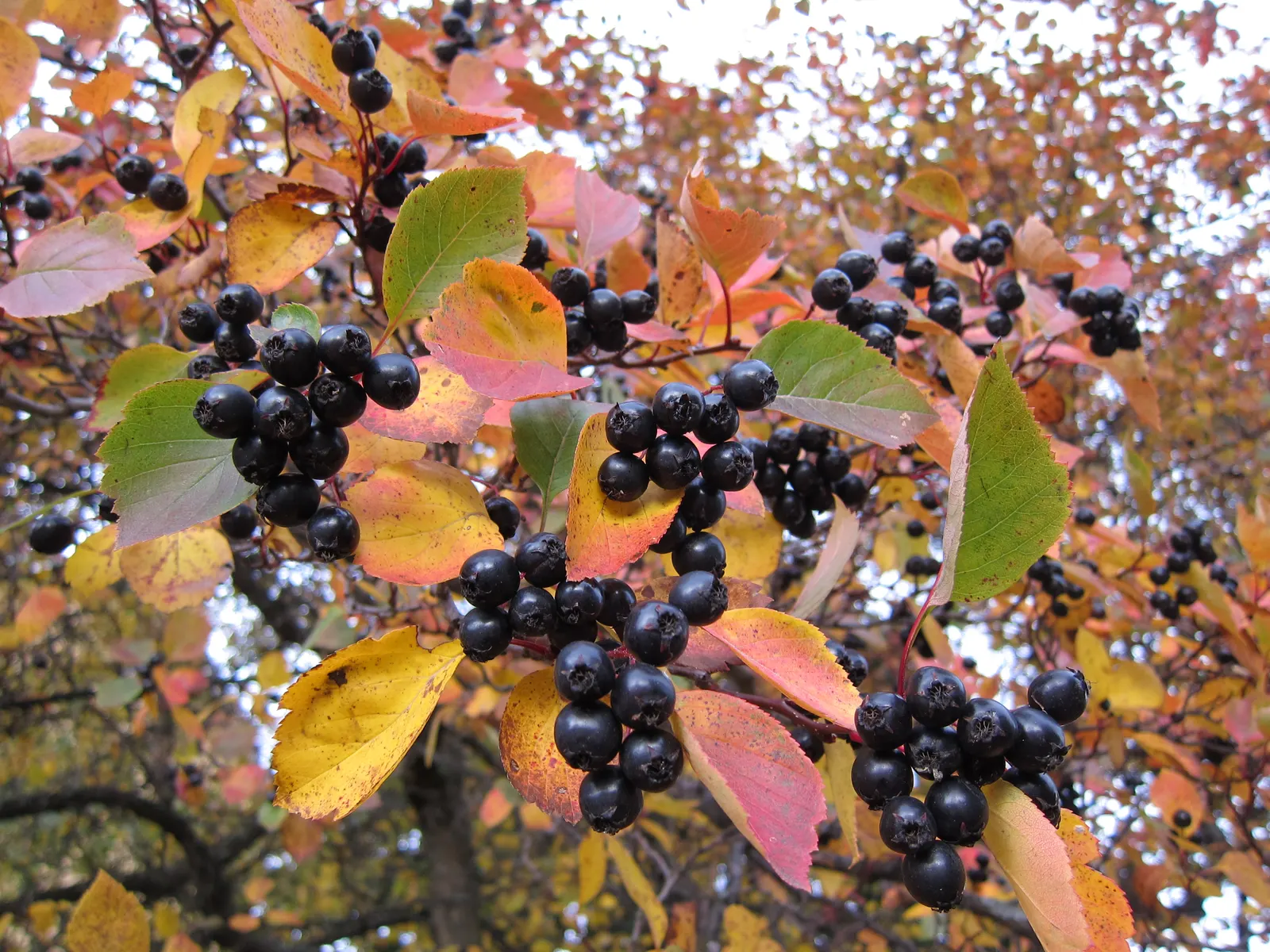 Black Hawthorn (Crataegus Douglasii) — the Black Hawthorn is adaptable to a variety of soil types