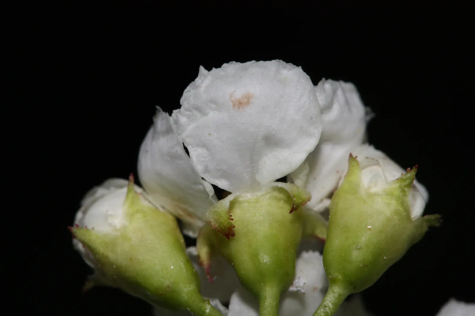Black Hawthorn (Crataegus Douglasii) — roughly 2 to 4 inches long, image 63