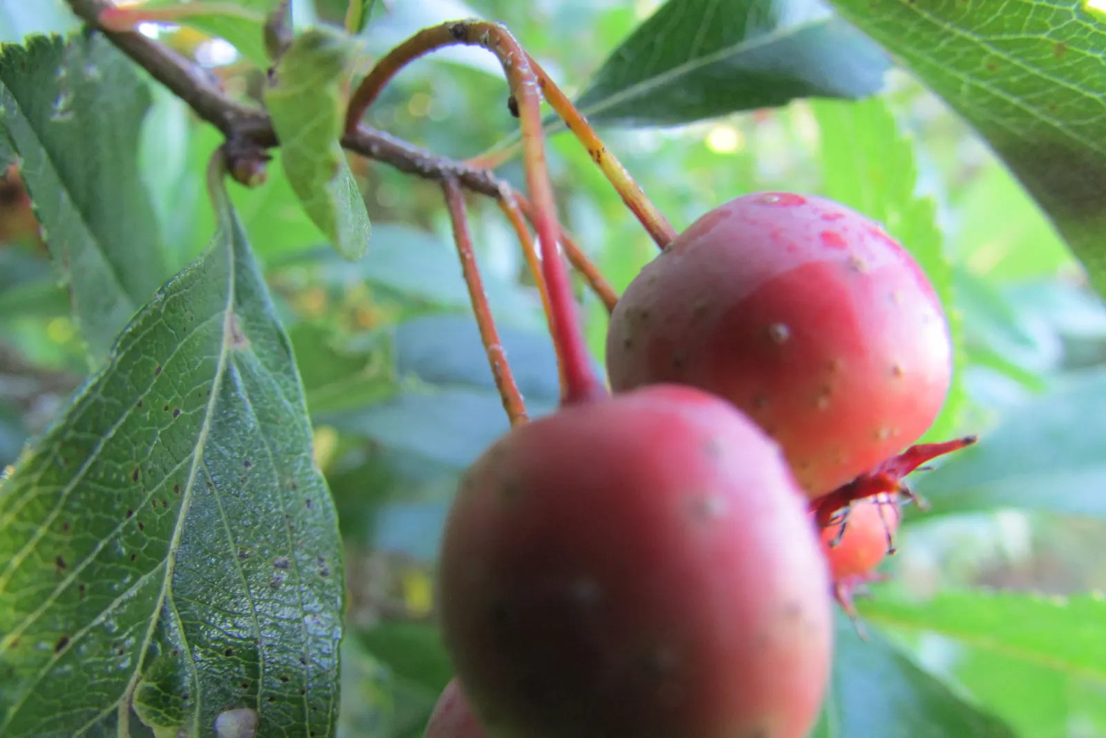 Black Hawthorn (Crataegus Douglasii) — is an ornamental and functional native shrub known for its rugged beauty and resilience