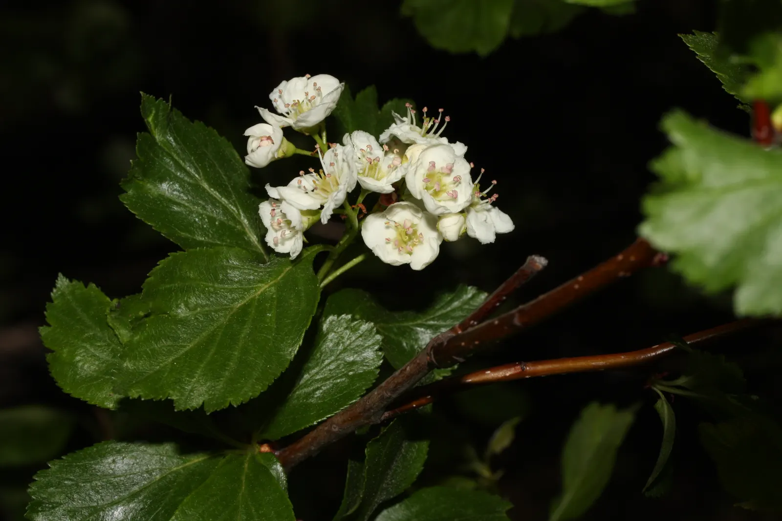 Black Hawthorn (Crataegus Douglasii) — the shrub becomes a spectacle of white flowers; a true asset to any landscape design aiming for a natural