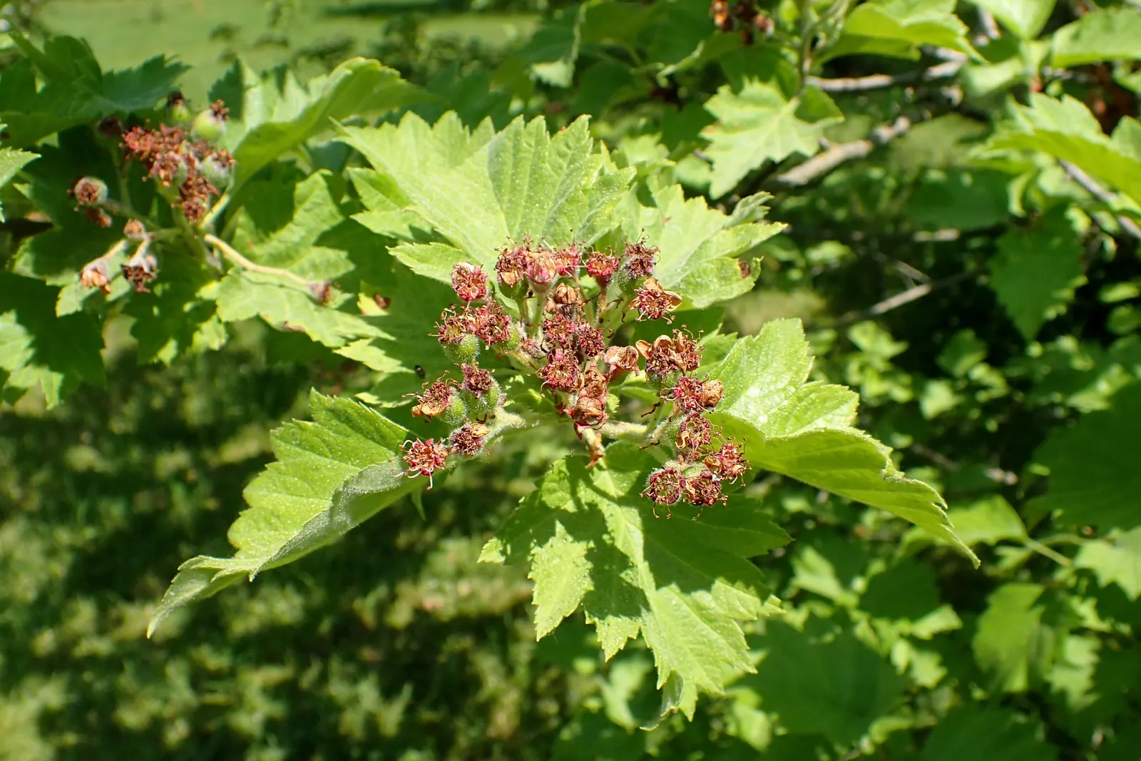 Black Hawthorn (Crataegus Douglasii) — the shrub becomes a spectacle of white flowers
