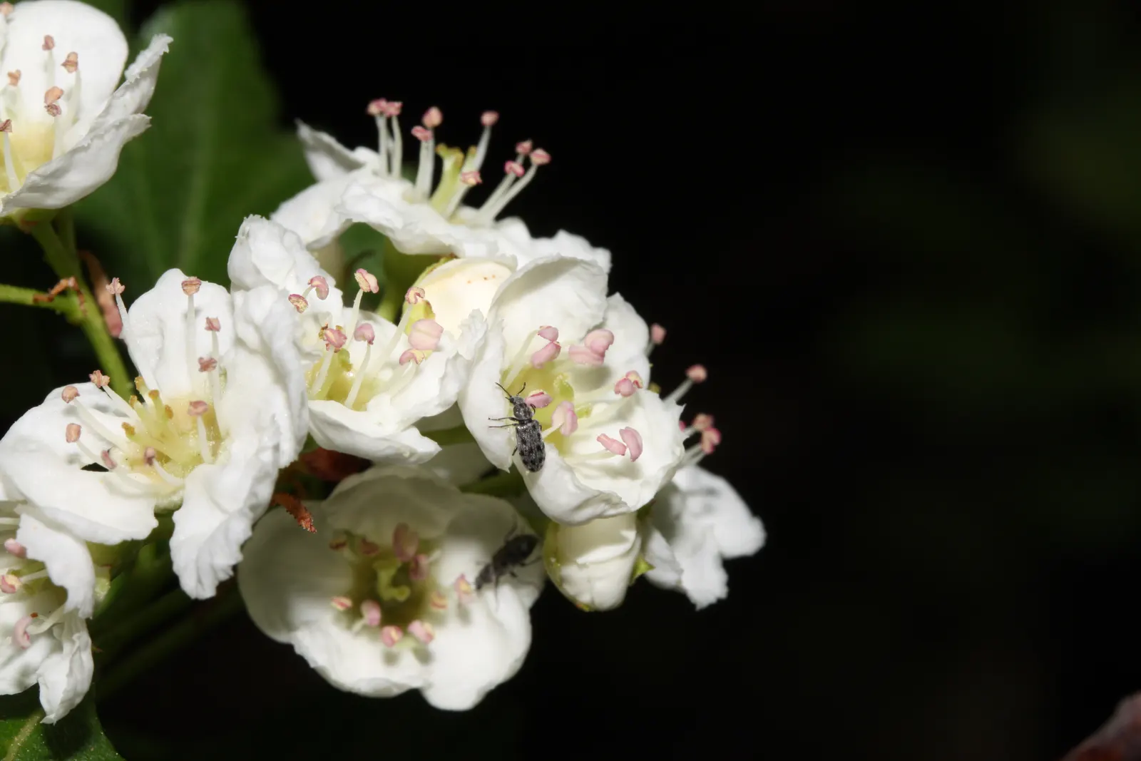 Black Hawthorn (Crataegus Douglasii) — A true asset to any landscape design aiming for a natural; this species thrives in USDA Hardiness Zones 3-7