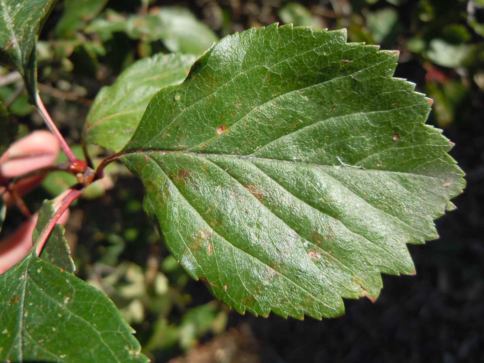 Black Hawthorn (Crataegus Douglasii) — A true asset to any landscape design aiming for a natural