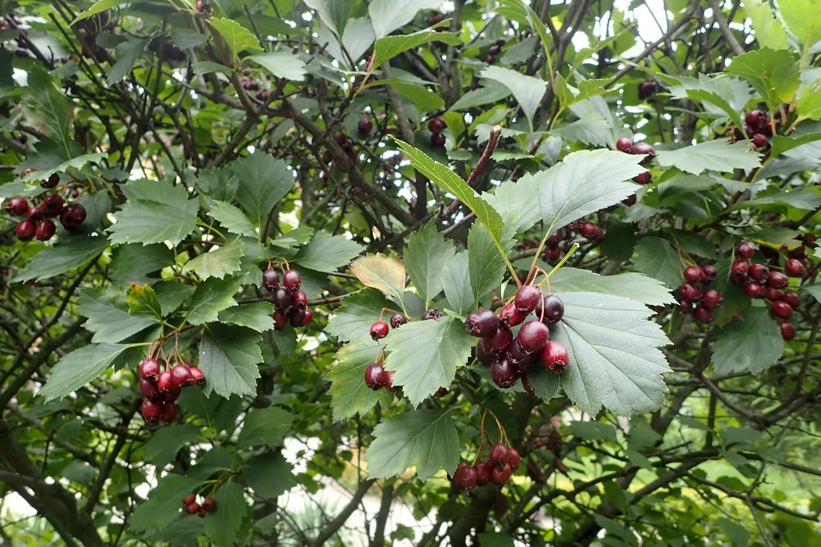 Black Hawthorn (Crataegus Douglasii) — which provides an attractive silhouette throughout the year; it's equipped with sharp thorns up to 1.5 inches